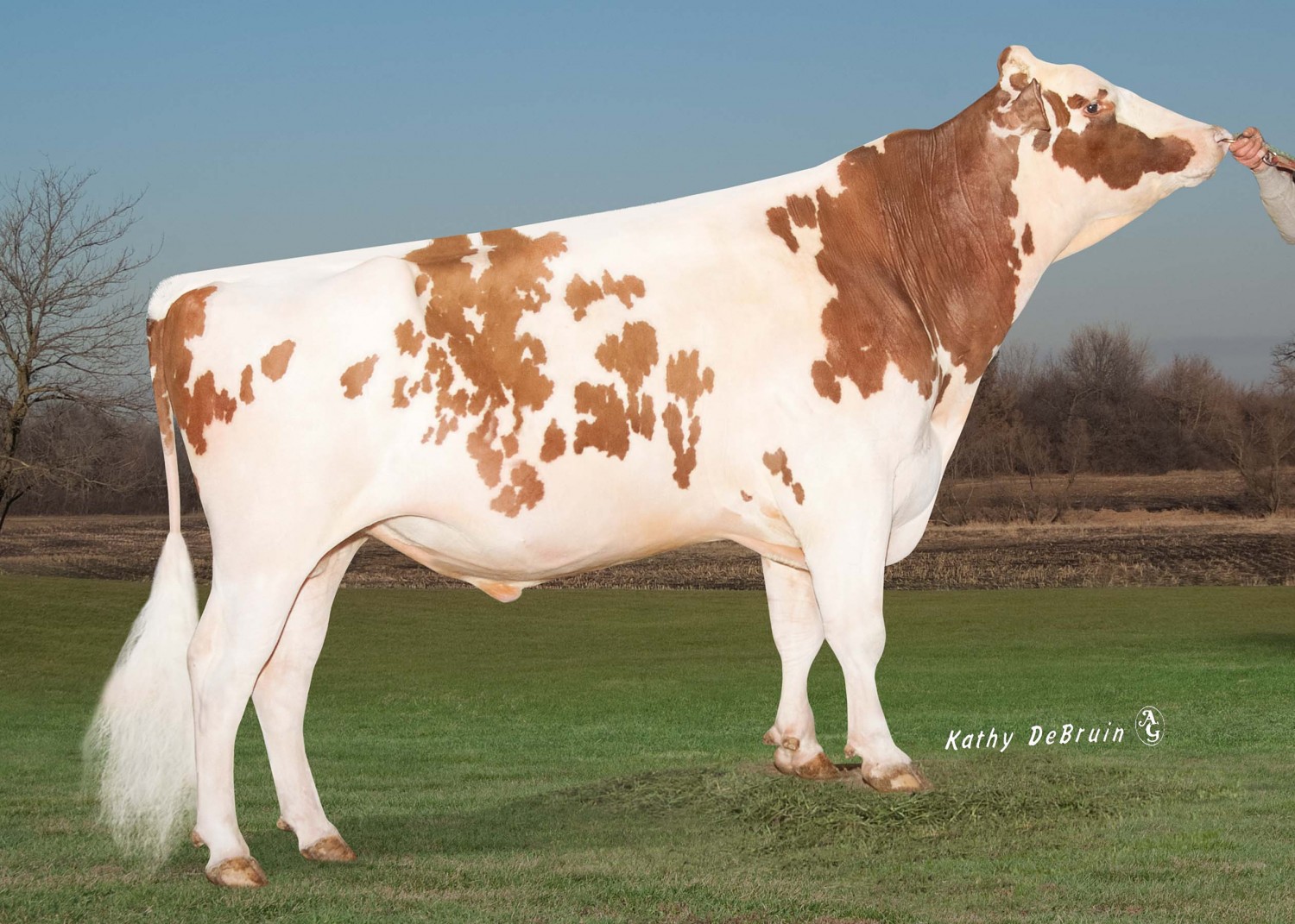 HISTORY OF THE RED HOLSTEIN BREED AND "ABC ABC