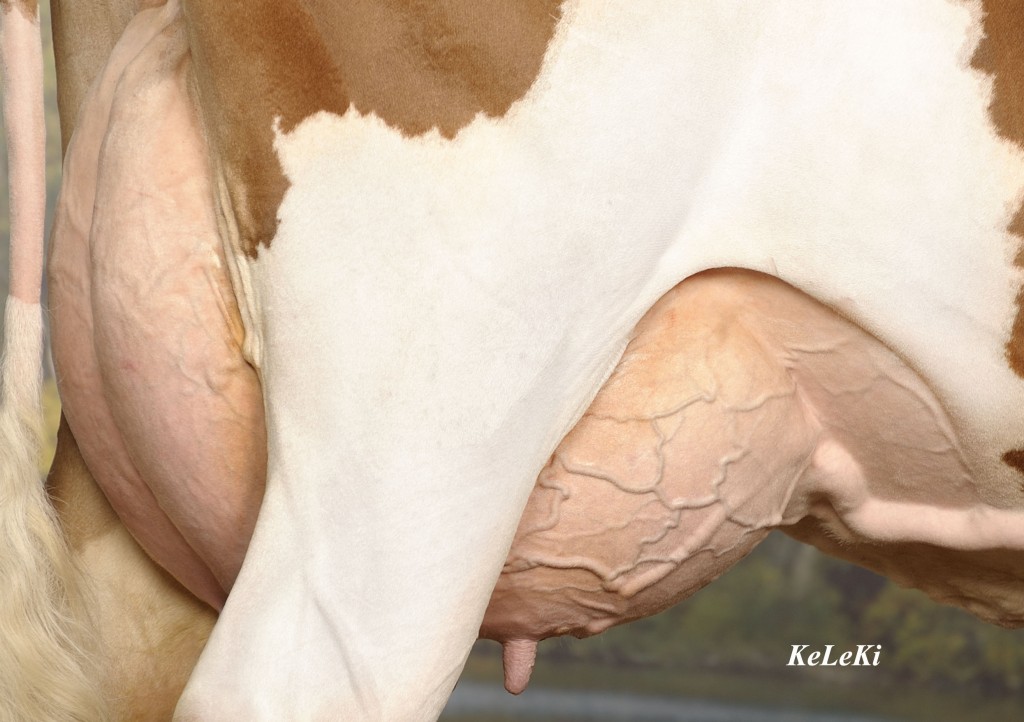 Logan LEA Red VG 88 CH LEA Red = Logan Red x Lionel Owner / Besitzer / Propriétaire: Gremaud-Schuwey, La Léchère Farm, Bulle, FR Switzerland