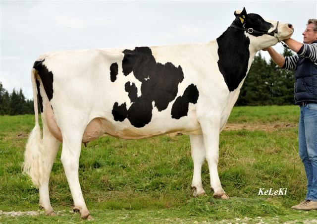 Logan MIMOSA RF VG 89 4 y. CH Mimosa RF = Logan Red x Stardust RF Owner / Besitzer / Propriétaire: Patrick Reymond, Cerneux, NE Suisse