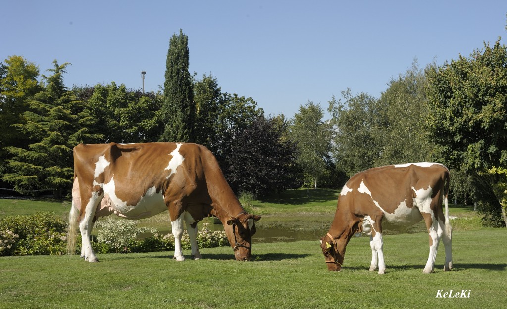 JORDAN Irene Red EX 96 with her daughter ITALIA Indiana Red VG 86 2y. Owner / Besitzer / Propriétaire: Schrago Frédéric & Damien, Middes, Fribourg, Switzerland