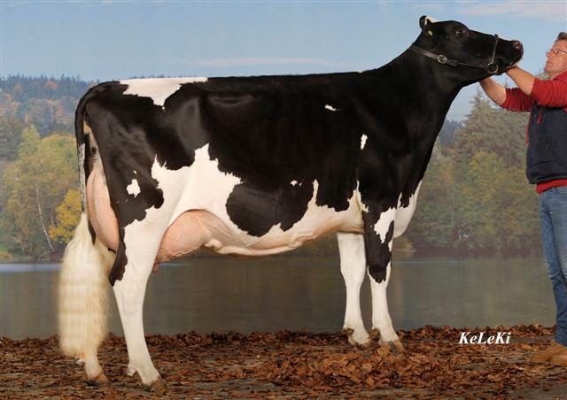 Bietschland Logan Neptune RF VG 87 3y. Switzerland Neptune RF = Logan Red x Igniter BH Owner / Besitzer / Propriétaire: Kolly-Dousse, Essert, FR, Switzerland Picture: Expo Gruyère Bulle, Switzerland, 2010
