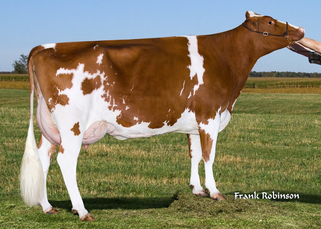 Green Meadow Logan DAY Red VG 87 Logan Red x EX 90 mother by Cole RF x EX 92 grandmother by Jordan Red EX 90 Michigan, USA