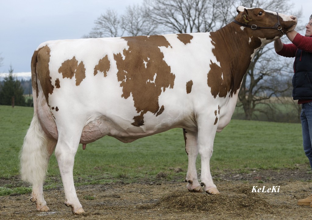 Raez Logan RENATE VG 85 Renate Red = Logan Red x Stadel Owner / Besitzer / Propriétaire: Raez Fritz, Raperswil, BE Switzerland