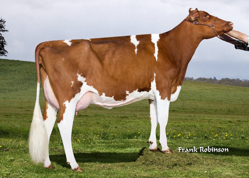 Dinomi BURNY Karson Red NC Karson Red = Burny RF x Talent RF Owner / Besitzer / Propriétaire / Propietario: Dino Migliazzo & Family, Atwater, California, USA