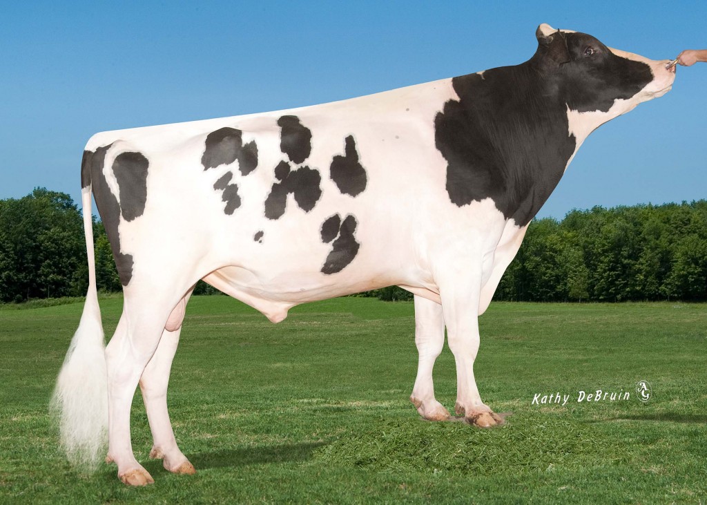 138HO04155 Mr BTR Shottle BURNY RF VG 87 3y BURNY RF = Mr Burns x Shottle Caralie x Marmax Selsy x Patron Lucy x Aerostar Letti x Fagin Scarlet Red EX 94 ( Champion RH expo Madison ) x Scarlet Red EX 95 (champion BH expo Toronto )