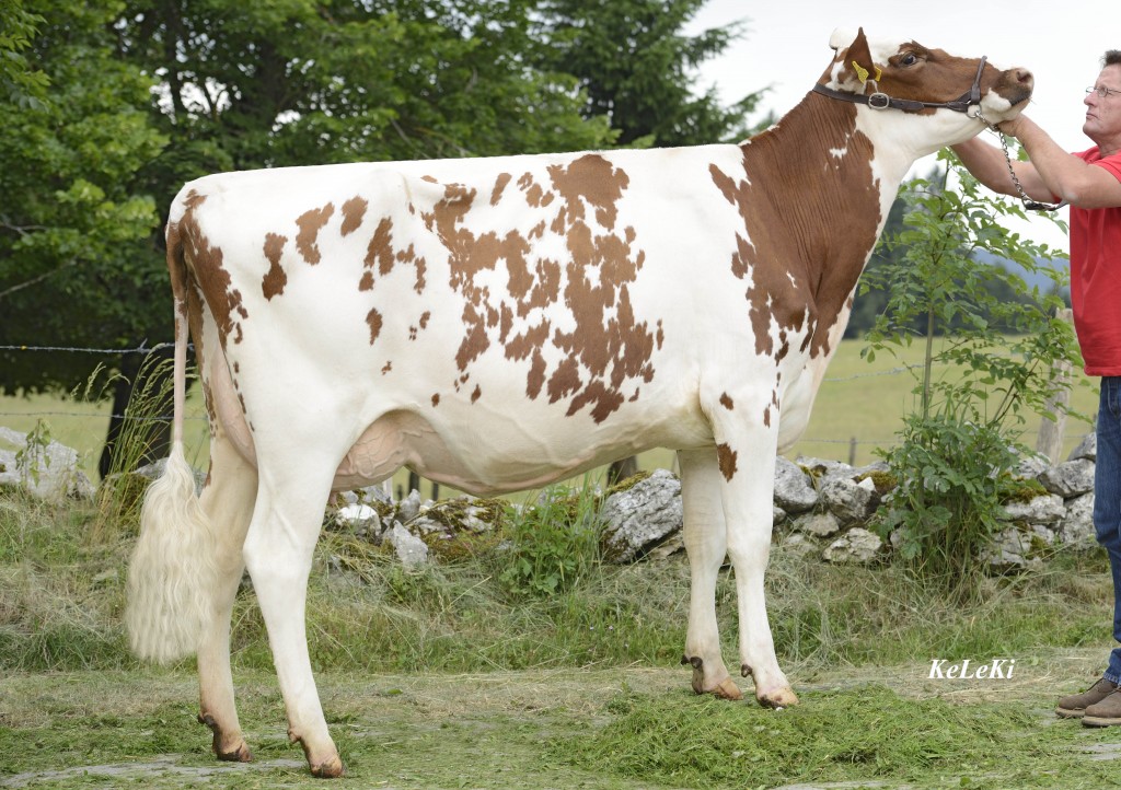Baur'sheima ITALIA Ivana Red 83 Pts. 2 y. Ivana Red = ITALIA RED x Favorit Red (CH) Owner / Besitzer / Propriétaire: Heinz Baur, Le Mont Travers, NE, Switzerland Ivana Red: Great Rump, Super Udder, Strong Posture, Feet and legs! WH = 149 cm tall 2-00 305 7'512 kg 4,22% F / MG 3,25% Prot. / Eiweiss