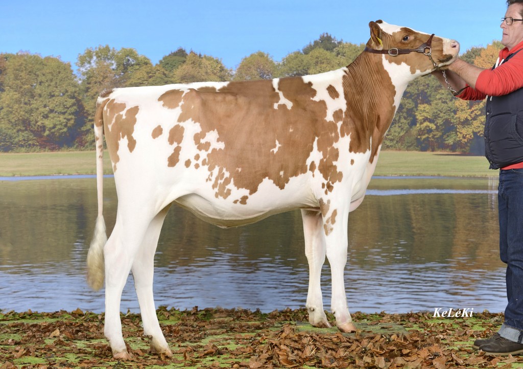 La Maulaz ITALIA Paloma Red Paloma Red = Italia Red x Rustler Red Owner / Besitzer / Propriétaire: Tinguely Romain, La Roche, FR, Switzerland 2ème prix classe 1: Expo junior Bulle 2013