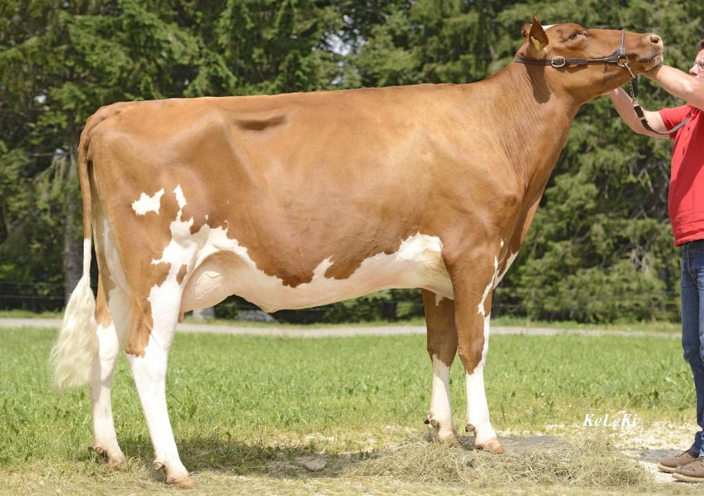 Roth ITALIA Diva Red 82 Pts. 2 y. Diva Red = ITALIA Red x Glacier Red (USA) Owner / Besitzer / Propriétaire: Patrick Roth, Sonvilier, JB, Switzerland WH = 153 cm tall 2-07 305 9'251 kg 3,69 % F / MG 3,26% Prot. / Eiweiss WH = 153 cm tall Tall, Long, Deep Body, Super Udder, Strong Posture, Good Feet and legs!