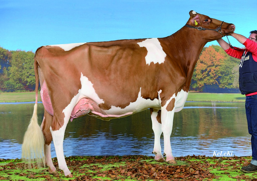 Schrago ITALIA Indiana Red EX-93 Height: 162 cm = 65 in Indiana Red = ITALIA RED x Jordan Irene Red EX-96 Format = VG 89, Udder = VG88, Feet & legs = VG 88, Teats = VG88, Total = VG 88 3y. 3-08 291 2x 9'938 kg (21'864 lbs.), 4,48% Fat/MG, 3,65% Protein/ Eiweiss 4ème prix, classe 10: Expo junior Bulle, 2013 Owner / Besitzer / Propriétaire: Schrago Frères, Middes, FR, Switzerland