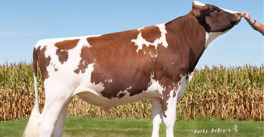 138HO04660 SEVEN P-RED - ABC GENETICS
