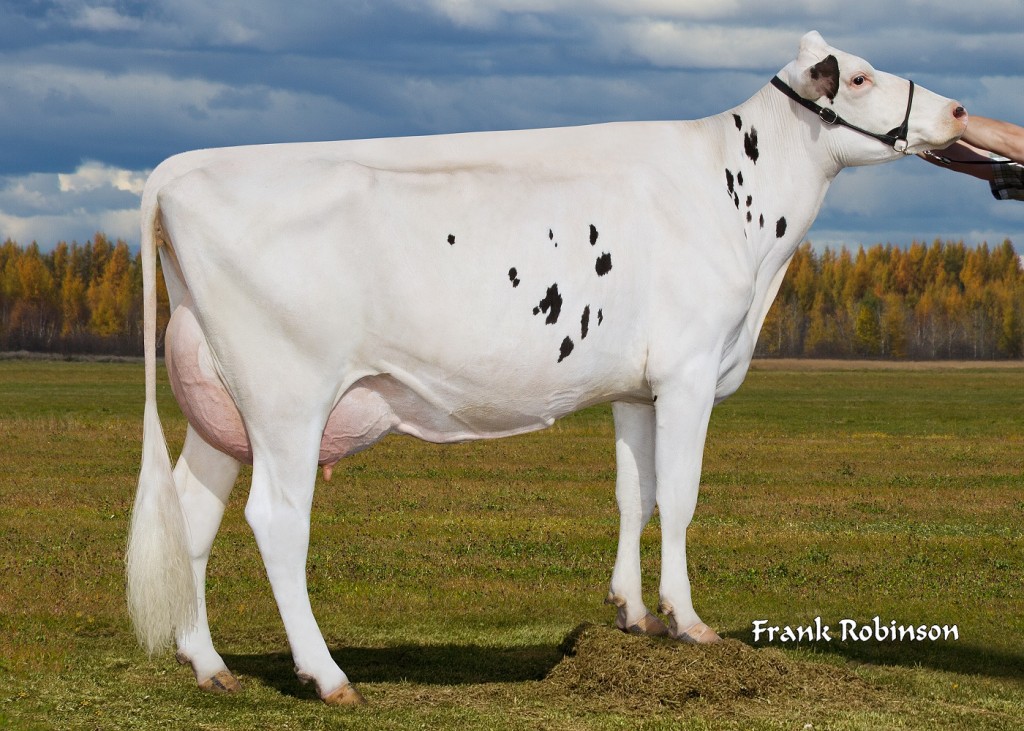 Dameya VINCENT Kokanee RF EX-90 4 y. Sold after the classification EX-90 to Jim Young, Antwerp, New York, USA 3-11 305 2x 9’955kg (21’901 lbs.) 4,0% F 3,0% Prot. Owner / Besitzer / Propriétaire / Proprietario: Schneider Cyril-Myriam, Glen Robertson, Canada