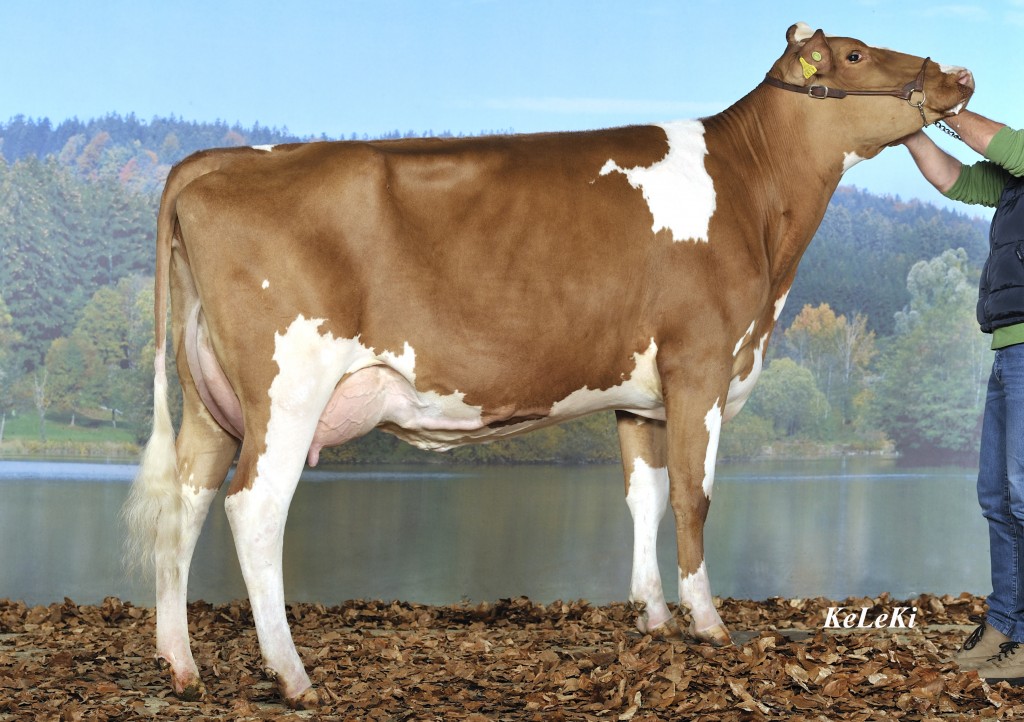 Guigoz VINCENT hongkong EX-90 2--01 2x 305 8'332 kg Milk 3,90% F 3,51% Prot.. 3--01 2x 305 10'123 kg Milk 3,83% F 3,54% Prot. Miss Protein EXPO SARINE, 2011 Owner / Besitzer / Propriétaire / Propietario: Daflon Gérard, Autigny, FR, Switzerland