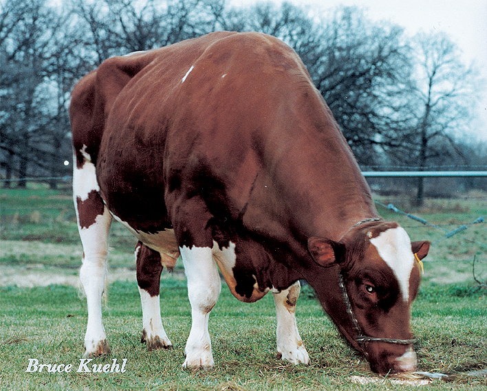6H817 Ja-Bob JORDAN RED EX-90 Phideaux x Mom. Handmaid EX-91 x Caveman Joe EX-90 x Chief Mark Joy EX-92 x Tony Helen EX-92 USA: 17378279 CH: US000.1737.8279.6 aAa: 345 Many breeders worldwide, will remember JORDAN RED as a great Red Holstein bull having many superb daughters with especially beautiful udders, with ideal teat size and placement and several great sons! IRENE RED: First Red Holstein EX-96 cow in Switzerland Suard JORDAN IRENE RED EX-96 (EX-97 Udder) 9 y.