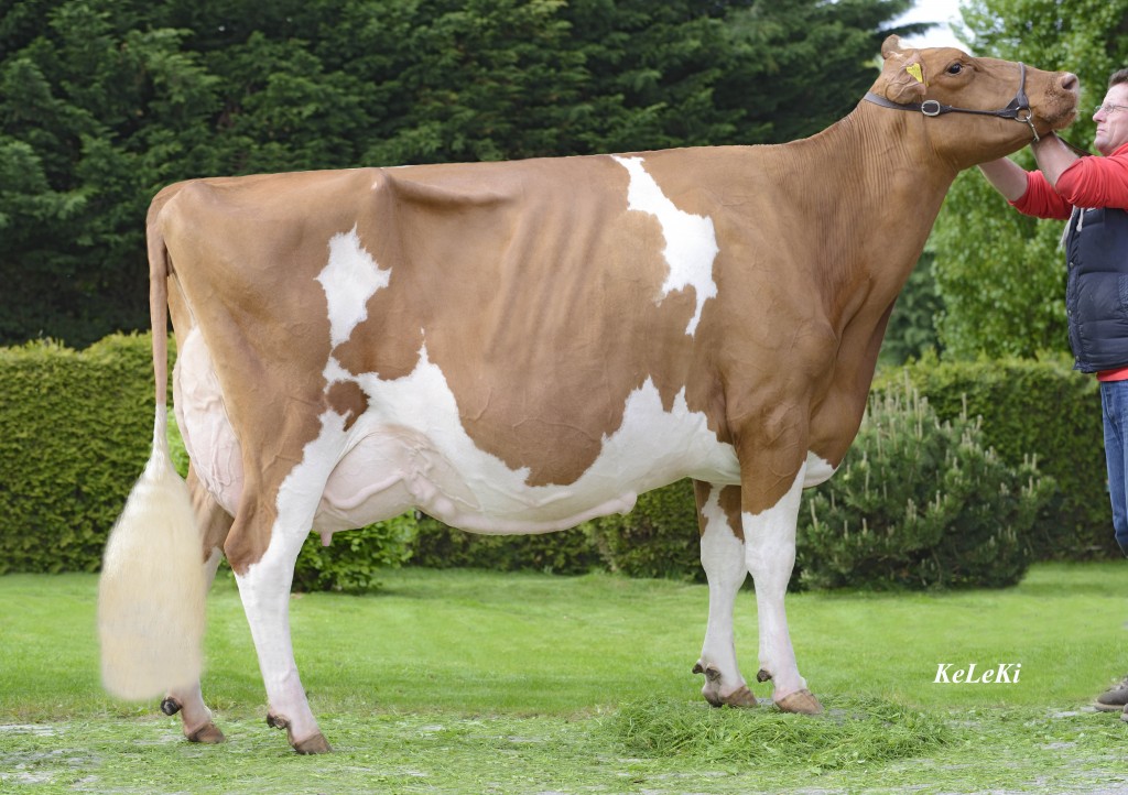 Suard JORDAN IRENE RED EX-96 (EX-97 Udder) 9 y. On June 3rd 2013, IRENE RED received the highest classification to date for a Red Holstein cow in Switzerland: EX-96 Format EX-95, Rump EX-95, Feet & Legs EX-96 and Udder EX-97