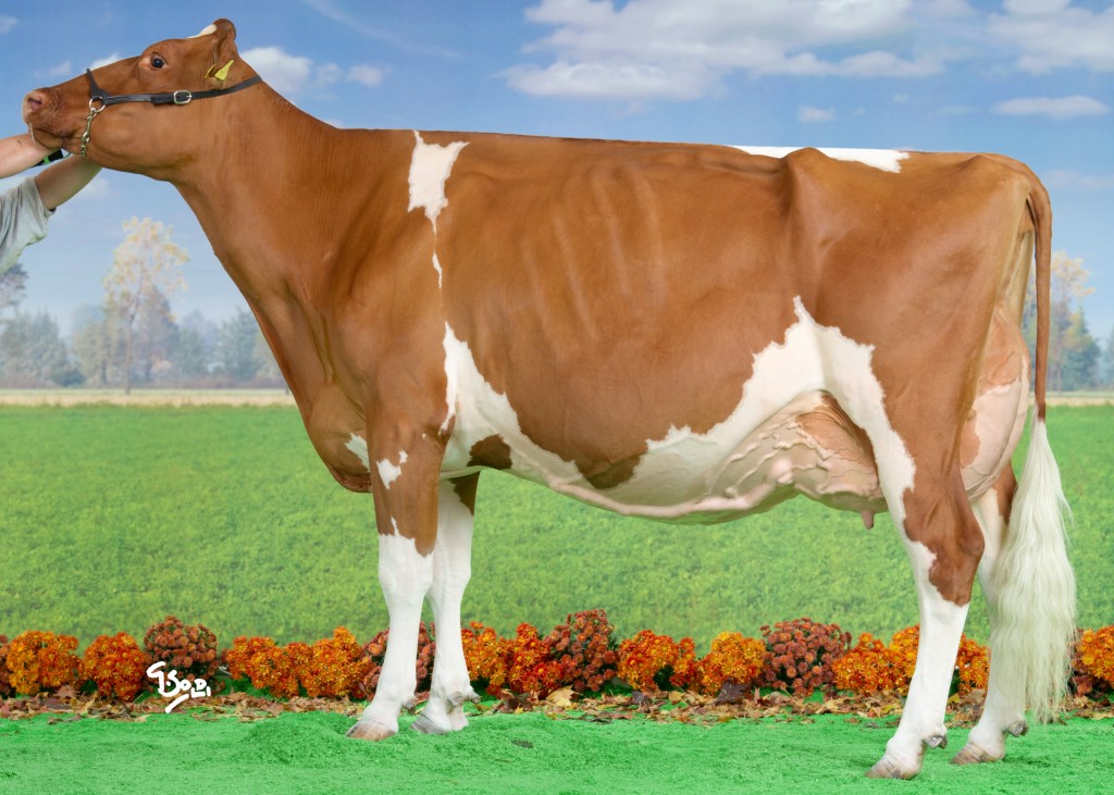 Suard JORDAN IRENE Red EX-96 (EX-97 Udder) 9 y. European Grand Champion, Fribour, Switzerland, 03-2013 Owner / Besitzer / Propriétaire / Propietario: Schrago Frères, Middes, FR, Switzerland