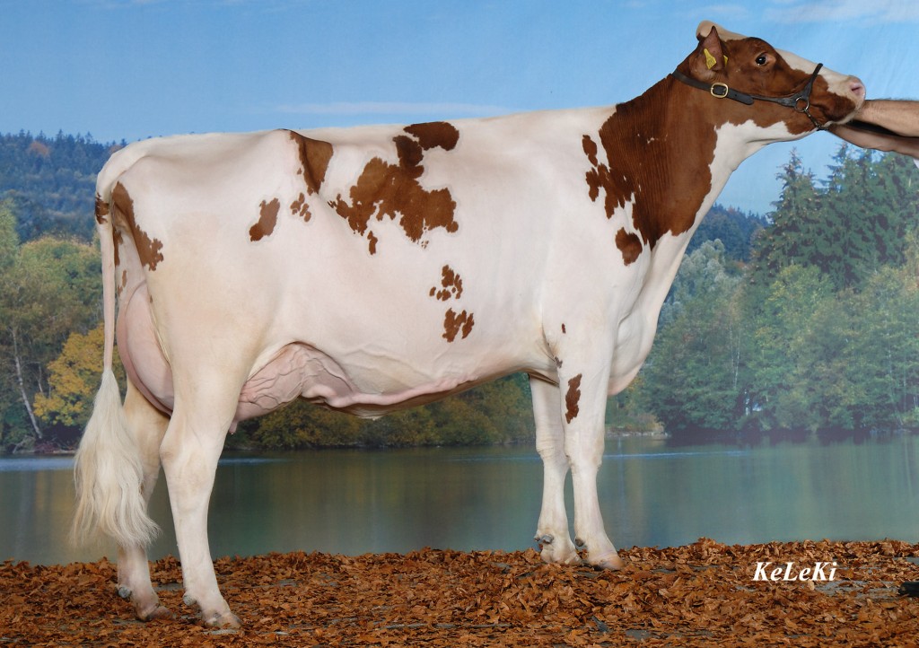 Doucette Red was selected by Switzerland for the European Expo, Oldenburg, Germany, 2006 Suchet JORDAN Doucette Red EX-95 Owner / Besitzer / Propriétaire / Propietario: Pierre A. Suchet, Farvagny, Switzerland