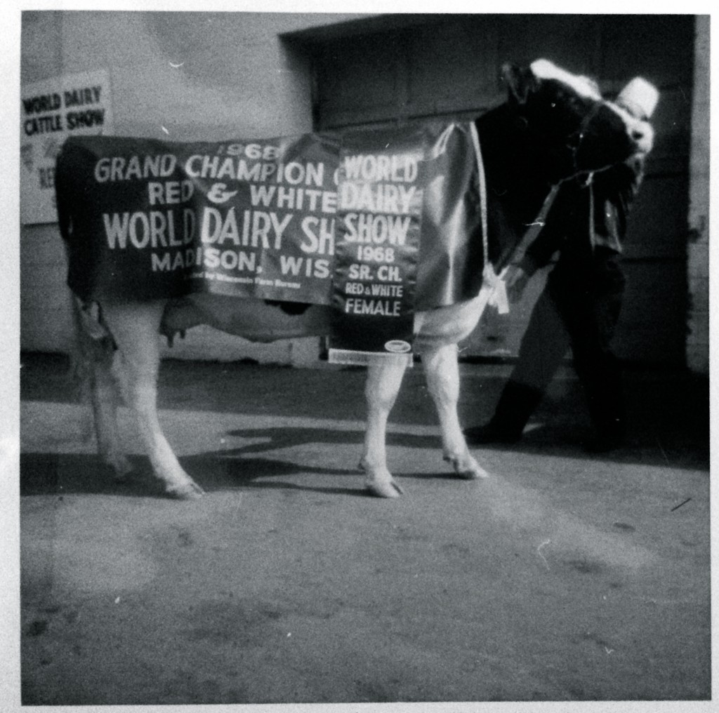 1968: Grand Champion Red & White This was the second World Dairy Show in Madison, now known as the World Dairy Expo Photo credit: Jean-Louis Schrago