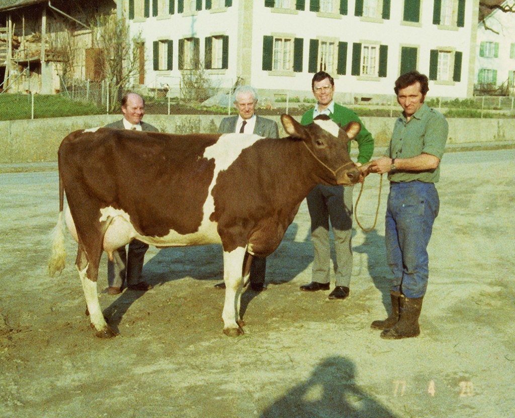 1977: First milking daughter of Triple Threat in Switzerland Cow: Schrago Triple Ortensia Red Picture: - Dr. Robert Walton (director of ABS, second from right) on his first trip to Switzerland - Dr. Otto Dramm from AI Hannover, Germany (first from left) - Alain Du Colombier Bovec, France (second from left) - André Schrago on the halter