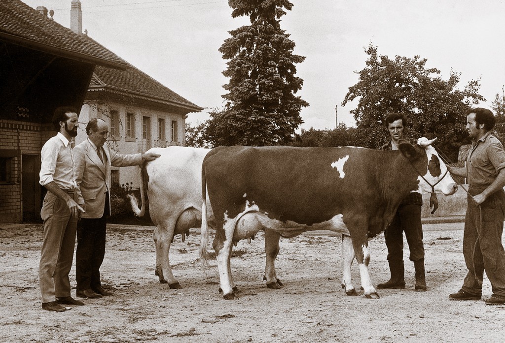 1977: Larry Moore’s first visit to Switzerland Cow: Schrago Jack Helvetia Red, first milking daughter of L.M. Jack Red in Switzerland. Picture: Larry Moore with J-L Schrago, André & Aloys Schrago