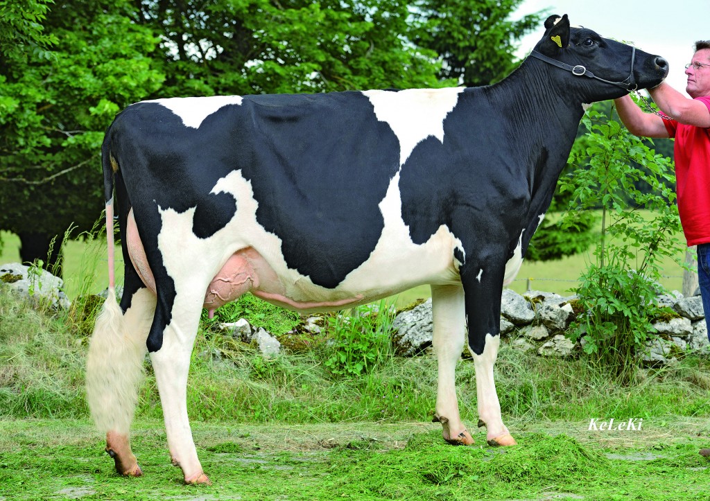 BURNY_Baur'sheima BURNY Babylone 84 Pts 2y. (VG 85 in udder) Baur'sheima BURNY Babylone 84 Pts 2y. (VG 85 in udder) WH= 151 cm tall Babylone RF = BURNY RF x Farao (CH) Owner / Besitzer / Propriétaire / Propietario: Heinz Baur, Le Mont Travers, NE, Switzerland BURNY RF = Mr Burns x Shottle Caralie x Marmax Selsy x Patron Lucy x Aerostar Letti x Fagin Scarlet Red EX-94 (Champion RH Expo Madison) x Scarlet Red EX-95 (champion BH expo Toronto) Second Highest proven RF bull used in Switzerland today! Extremely High in Milk, Protein & Fat! USA: 30 0103 1158 CH: USA 030.0103.1158.2 aAa: 231 Born / Geb. / Né / Nacido: 01/31/2008
