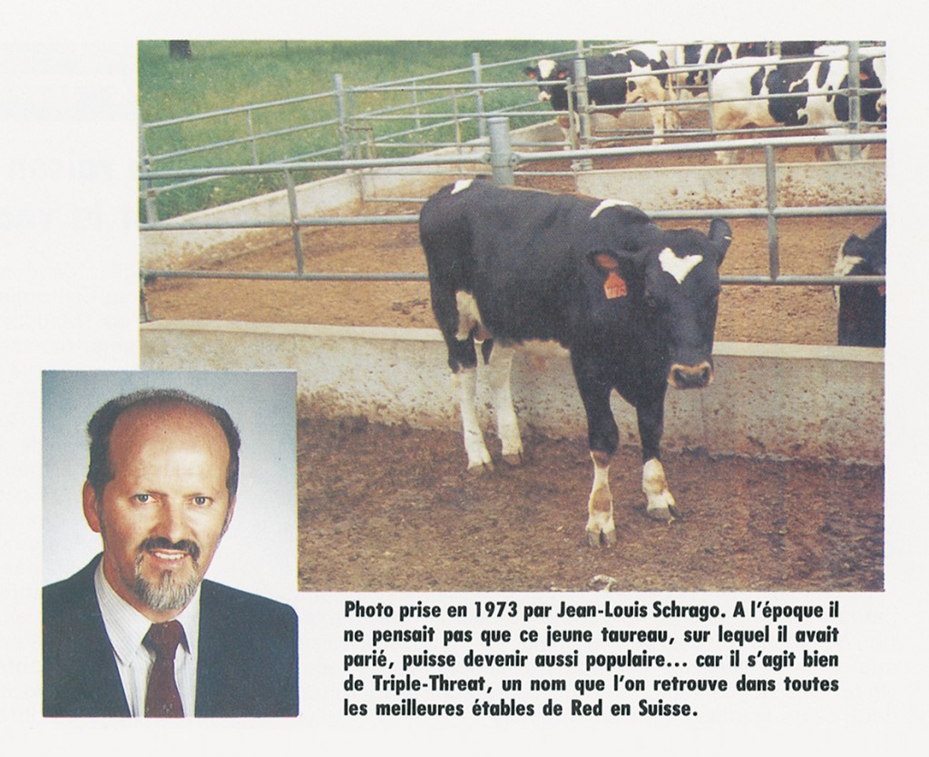 Hannover-Hill Triple Treat Red was born “red“! At 9 months old, Triple Threat became completely black-red !! It was a big surprise at ABS who spent more than 60’000 $ to buy a “red” bull. At this time nobody in the USA knew about this new gene Black-red (BR) called “Mahogany”. Only the top of the back stays “red”. In 1973, most of the North American breeders were considering that the red color was a genetic defect in the Holstein breed. Thus most of the red calves were slaughtered immediately after birth. It was the case at the Roybrook farm when their famous white cow Roybrook Model Lass EX (mother of the bull Telstar who was sold to Japan because of his red Factor) produced a red calf. Mr Roy Ormiston owner of Roybrook farm eliminated any red calf from the cow Model Lass. For this reason, nobody knew about the Black-red gene of Telstar before his son Triple Threat Red was 9 months old and turned black-red (BR). Larry Moore in Suamico, Wisconsin was the first breeder who began to breed the RED Holstein calves “unofficially”. That is why most of the Red Holstein breeders worldwide consider today Larry Moore as the “Father” of the new Red Holstein breed born during the 20th century!