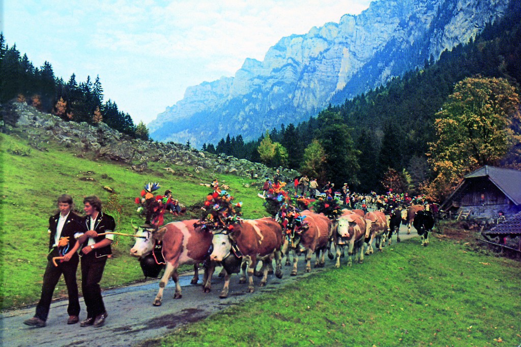 For countries with "high mountains" like: Switzerland, Austria, France, Peru, Brazil, India, China, Russia etc., we still need to produce in the future “efficient” dairy cows with good feet and legs, average size, who can walk and at the same, produce enough milk with high protein (for cheese production) in the summer with only pasture as available food source!