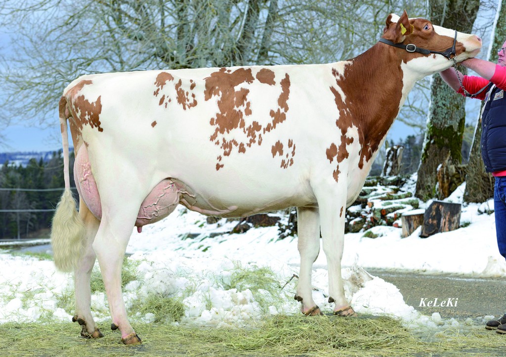Phinicas BURNY Puce Red 83Pts. 2y. WH/stature = 151 cm Puce Red = BURNY RF x Brad RF (Italy) Owner / Besitzer / Propriétaire / Propietario: Jeannerat Jean-Baptiste, Epiquerez, Switzerland BURNY RF = Mr Burns x Shottle Caralie x Marmax Selsy x Patron Lucy x Aerostar Letti x Fagin Scarlet Red EX-94 (Champion RH Expo Madison) x Scarlet Red EX-95 (champion BH expo Toronto) Second Highest proven RF bull used in Switzerland today! Extremely High in Milk, Protein & Fat! USA: 30 0103 1158 CH: USA 030.0103.1158.2 aAa: 231 Born / Geb. / Né / Nacido: 01/31/2008