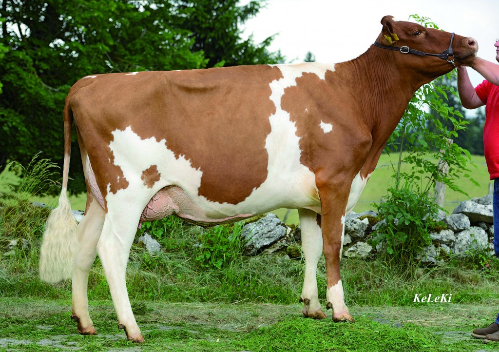 Baur’sheima ITALIA Indiana Red 84 Pts. 2 y. (VG-85 in udder) Height = 151 cm = 60 inches Indiana Red = ITALIA Red x Harald Red (CH) 2-02 305 9’201 kg (20’266 lbs ) 3,70% F/ MG 3,26% Prot. Eiweiss Indiana Red: Tall, Deep Body, Super Udder, Strong Posture, good Feet and legs! Owner / Besitzer / Propriétaire: Heinz Baur, Le Mont Travers, NE, Switzerland
