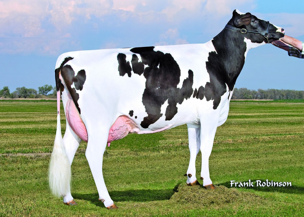 ITALIA_Migliazzo ITALIA Brieanna RF NC Migliazzo ITALIA Brieanna RF NC Brienna RF = ITALIA Red x Ked Mtoto Jewel (USA) 1-11 2x 305 38'310 lbs. (17'413 kg) 3,46% F/MG 3,05% Prot./Eiweiss Owner / Besitzer / Propriétaire / Propietario: Dino Migliazzo & Family, Atwater, California, USA GOLD-N-OAKS ITALIA-RED-ET Elayo (Stadel x Factor) x Shottle SARAH VG-86 2 y. x Alamo Salsa EX-90 x Ranger Redwing VG-88 Highest Semen Quality & Pregnancy Rate bull at ABC High milk quality with very low somatic cells Sexed semen available / Semences sexées en vente US: 6299 6098 CH: US 000.6299.6098.3 aAa: 234 Born / Geb. / Né Le: 12/04/2007