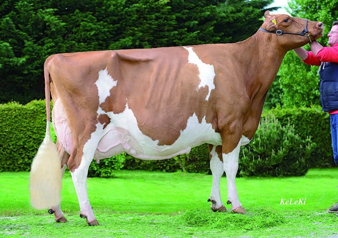 Suard Jordan Irene Red EX-96 Stature: 154 cm = 62 in Born on December 3rd, 2004 Production until 08-2014: 5 lactations - 70'643 kg (155'415 lbs.) 4,69 % F 3,48 % protein
