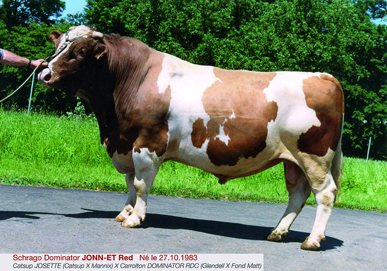HISTORY OF THE RED HOLSTEIN BREED AND "ABC ABC
