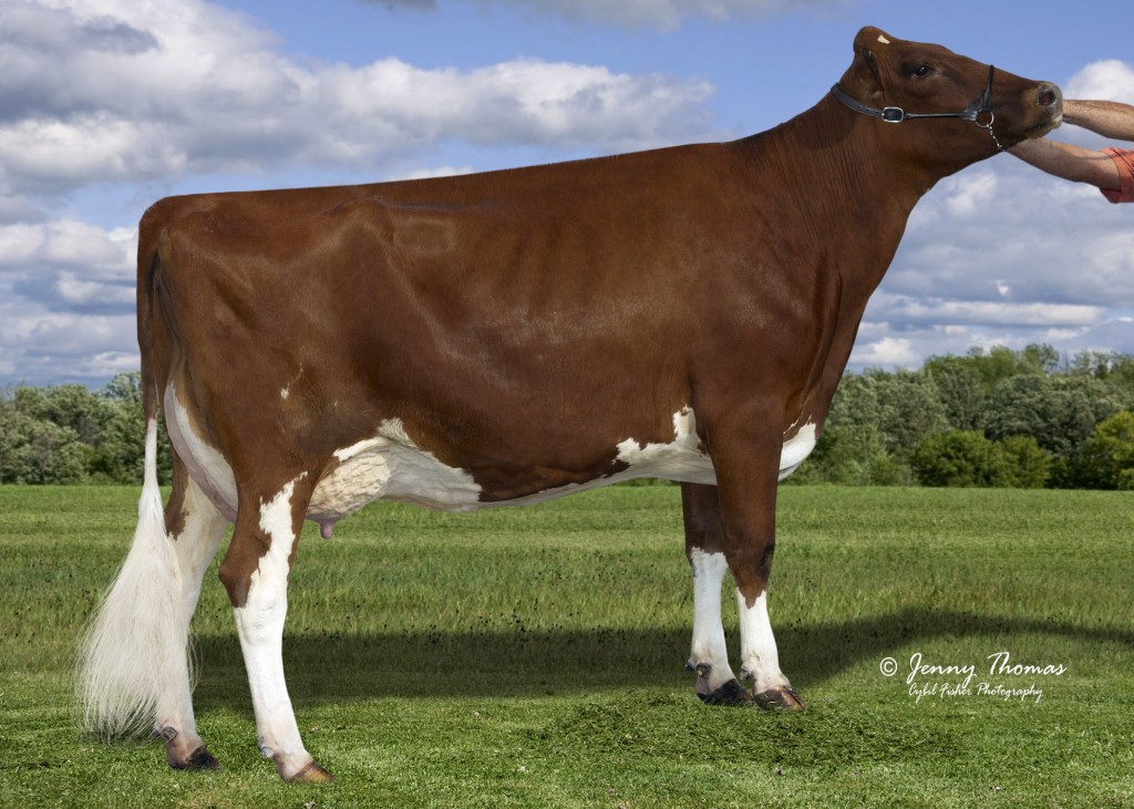 Golden-Oaks Dura Rae-P Red VG-86 2y. USA Mother / Mutter / Mère / Madre of ROBIN-PP RED 02-04 305 22’560 lbs. (10’255 kg) 3.80 % F 3.30 % prot. Owner / Besitzer / Propriétaire / Propietario: Ja-Bob Fram, Eaton, Ohio, USA