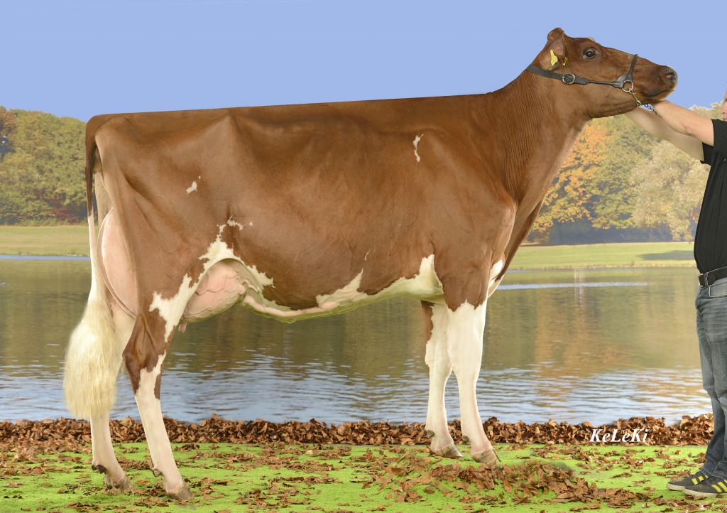 Ayer VINCENT Eloge Red 84 Pts. 2 years (VG-85 in udder) Eloge Red = VINCENT Red x Raby Red Height / Stature: 156 cm = 62 in