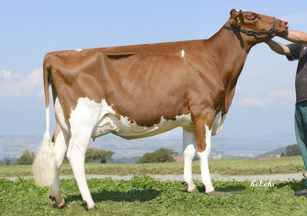 Schrago ITALIA Lia Red EX 91 Lia Red = ITALIA Red X MR BURNS X FABER Lia Red = Italia Red x Mr Burns RF Height: 153 cm = 61 inches Super Udder! Owner / Besitzer / Propriétaire / Propietario: Schrago Frères, Middes, FR, Switzerland