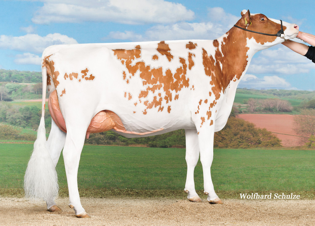 Kolly-JL VINCENT Coucoula Red VG-86 2 years Coucoula Red = Vincent Red EX-94 x Savard Red - Champion junior RH (Swiss-Expo Lausanne 2016) - Reserve Udder Champion junior RH (Swiss-Expo Lausanne 2016) - 1st place cat. 8, Swiss Expo 2015 / 1ère place cat. 8, Swiss Expo 2015 - Junior Reserve Champion for udder / Réserve Junior Championne en pis - Reserve Junior Champion for type / Réserve Junior Championne en type Owner / Besitzer / Propriétaire / Proprietario: Kolly Jean-Louis et Lionel, Pont la ville, Fribourg, Switzerland