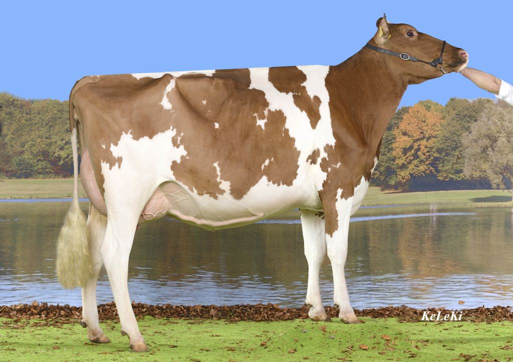 Les Troncs VINCENT Tunis Red VG-85 2 y. - 1st place 5th class, Expo Veveyse Bulle, 2015 Owner / Besitzer / Propriétaire / Proprietario: Benoit Dévaud, Porsel FR, Switzerland
