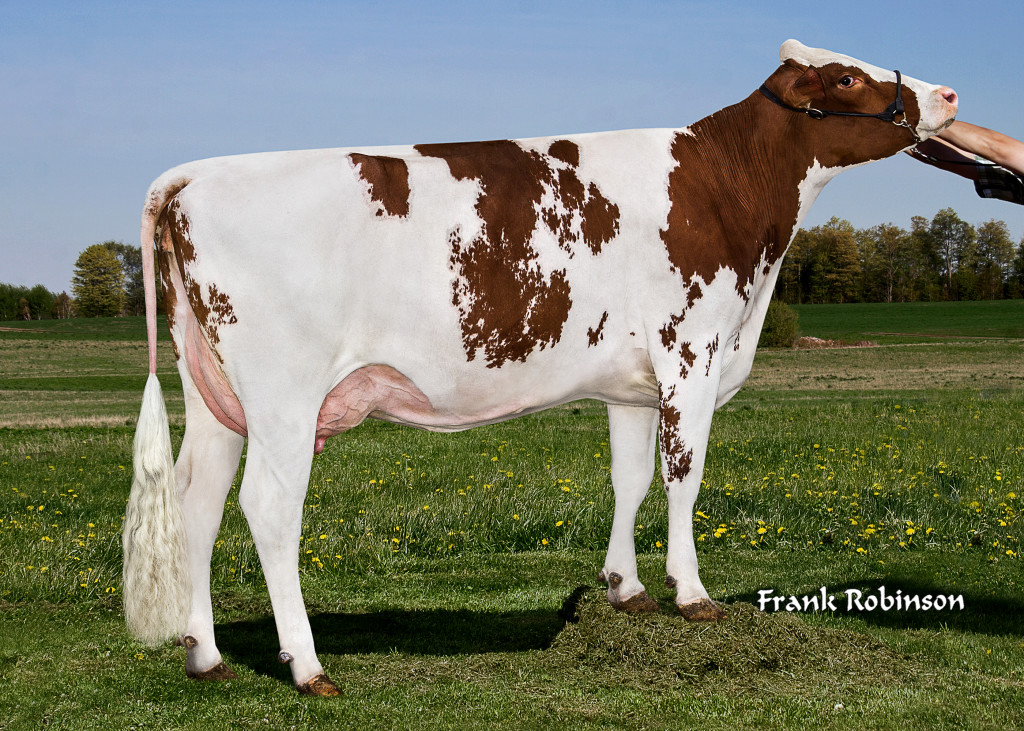 Green-Meadow Seven Lin Red Nc Lin Red = Seven P Red x Jordan Red son Owner / Besitzer / Propriétaire / Proprietario: Green-Meadow farm, Michigan, USA