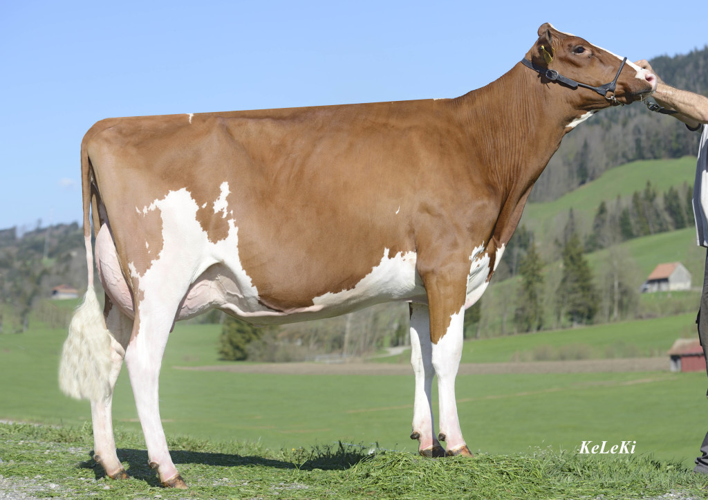 Perrin Seven Athena P Red NC Athena P Red = Seven P Red x Glacier Red Owner / Besitzer / Propriétaire / Proprietario: Eric Perrin, La Verrerie, FR Suisse