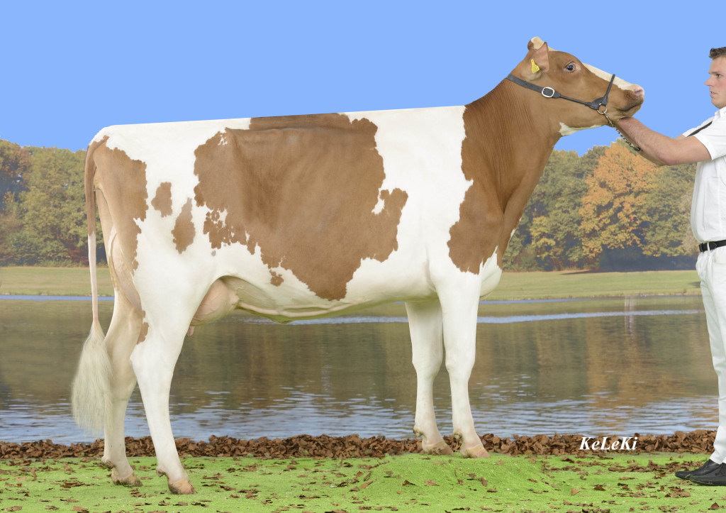 Tschirren Vincent Seine Red NC Seine Red = Vincent Red EX 94 x Wade Owner / Besitzer / Propriétaire / Proprietario: Urs Tschirren, La Tanne Jura, Switzerland