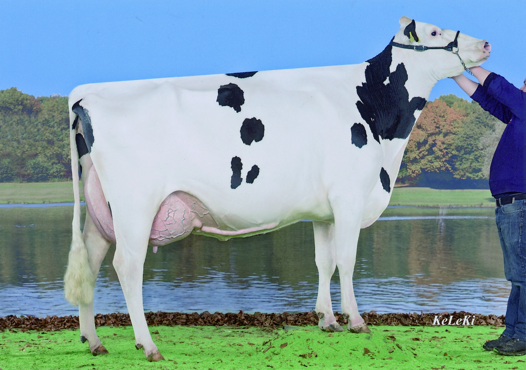 Les Crosets Italia Oslo RF VG-88 (VG-89 in udder) Oslo RF = Italia Red x Decker BH Owner / Besitzer / Propriétaire / Propietario: Laurent & Frédéric Picand, Vuisternens FR, Switzerland