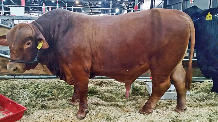 2015: Visit of Expo La Rural in Buenos Aires (Argentina) We were very impressed with the beef production in Paraguay and Argentina. The champion BRANGUS (Brahman x Angus) bull was sold at 250’000 $ US! Today already, many countries (Example: USA) are to short on beef production! That is why some countries like Uruguay, Paraguay and Argentina are exporting more and more. But many experts are predicting that in 2030, if the world agriculture has to feed a population of 9 billion people, the demand for beef will be higher than the capacity of production worldwide!!!