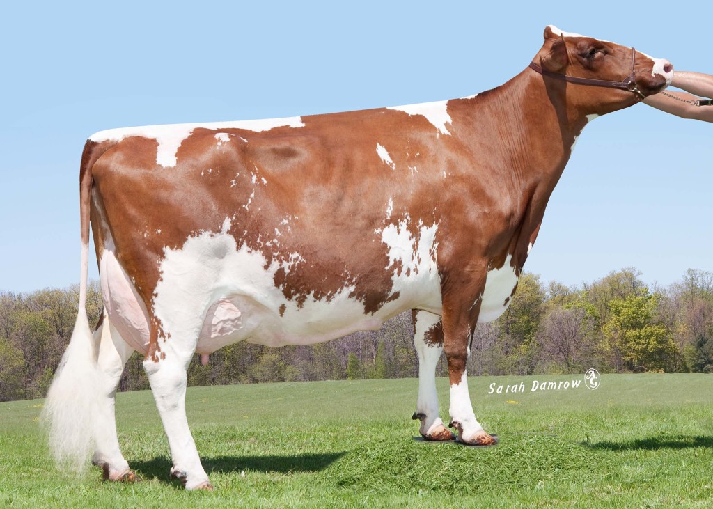 D&D F Gate Ottawa Casey Red VG-87 G. Grandmother / Urgroßmutter / A. grand-mère / Bisabuela of GOLDWYN-P-RED Owner / Besitzer / Propriétaire / Propietario: Dennis Gransee, Minnesota, USA