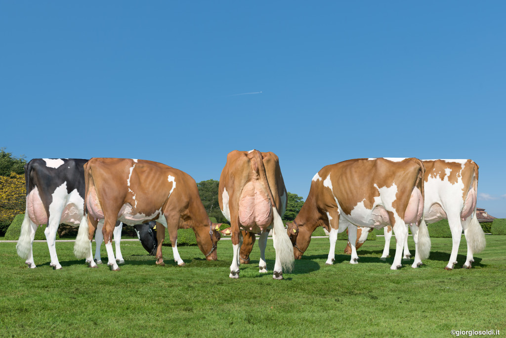 Suard Red Jordan IRENE EX-96 4E presents her family! From left to right: Schrago Mr Burns IRIS-ET EX-92 3. lact.: 12’426 kg / 27’337 Ibs. 4.05 % MG 3.54 % PROT Schrago Butler ISA-ET Red VG-85 2 years 1. lact. (est.): 9’123 kg / 20’070 Ibs. 4.10 % MG 3.51 % PROT Schrago Italia INDIANA Red EX93 2. lact.: 10’383 kg / 25’513 Ibs. 4.50 % MG 3.68 % PROT Schrago Barbwire BILLIE Red G+84 2 years 1. lact.: 9’120 kg / 20’064 Ibs. 3.66 % MG 3.42 % PROT