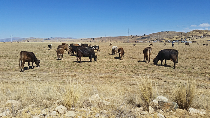2015: Brown Swiss cows in a pasture in Peru at 4'000 m High (12'000 feet) At this altitude only the Brown Swiss cows can produce milk!