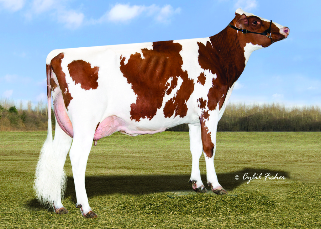 Synergy Absolute Loopdelou Red EX-90 USA Mother / Mutter / Mère / Madre of TRUMP-P-RED 2-00 295 24'630 lbs. (11'195 kg) 4,6% F 3,8% Protein 3-00 365 36'410 lbs. (16'550 kg) 4,4% F 4,0% Protein Owner / Besitzer / Propriétaire / Propietario: Synergy Family Dairy, Pulaski, WI, USA