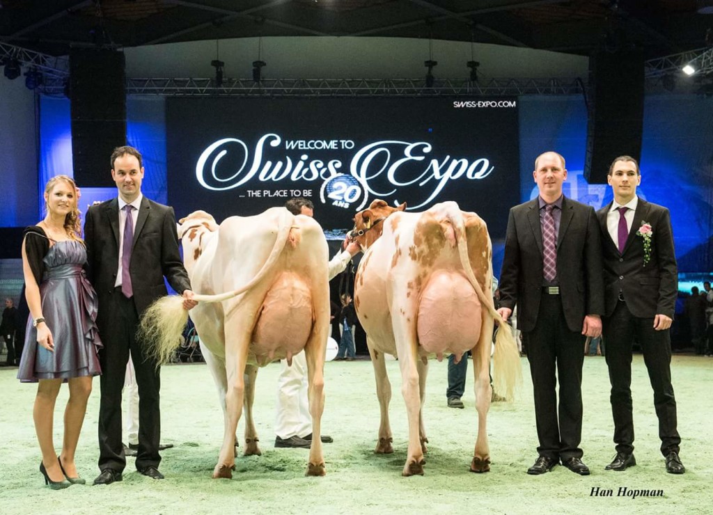 Kolly-JI VINCENT Coucoula VG-86 2y. (right side) Owner / Besitzer / Propriétaire / Propietario: Kolly Lionel, Pont-la-Ville, FR, Switzerland Champion Junior (RH) + Reserve Udder Champion (Swiss Expo 2016)