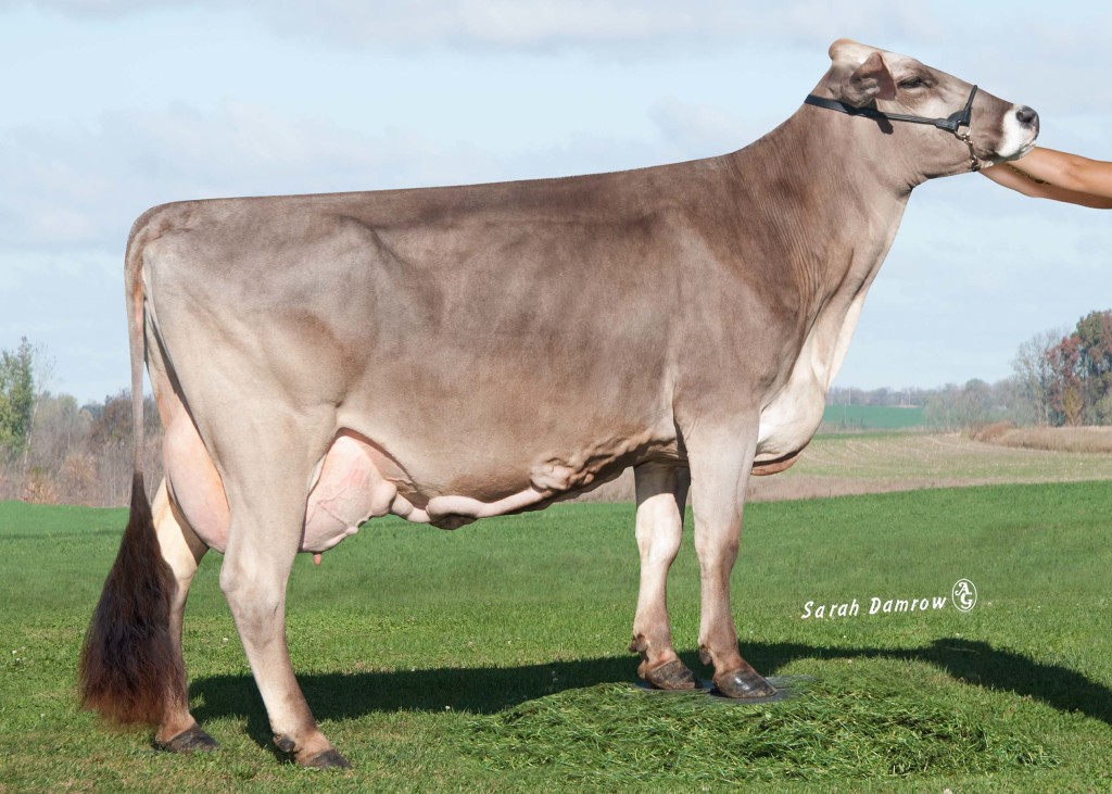 Amber Rae Puzzles Baxter DALLAS EX-91 Mother / Mutter / Mère / Madre of BAXTER 4-11 365 37'540 lbs. (17'064 kg) 4,2% F 3,0% Prot. Owner / Besitzer / Propriétaire / Propietario: Amber Rae Farm, USA