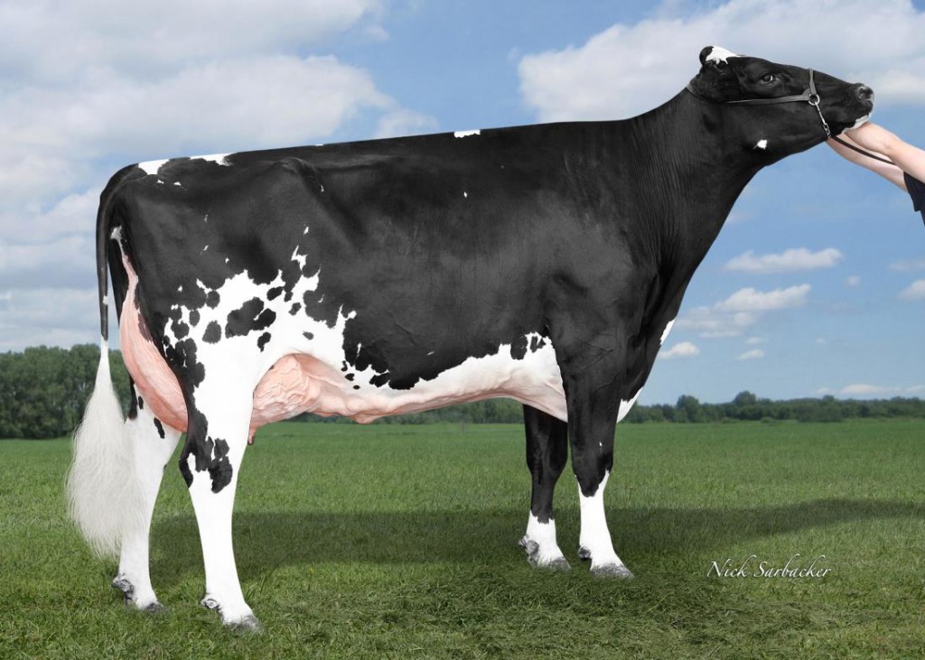 April-Day SVERDEJO RC EX-91 Grandmother / Grossmutter / Grand-mère / Abuela of Relief P Red Owner / Besitzer / Propriétaire / Propietario: April-Day Holsteins, USA