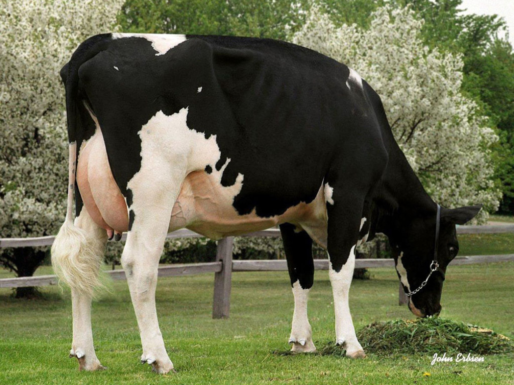 Ralma Christmas FUDGE VG-88 G. Grandmother / Urgroßmutter / A. grand-mère / Bisabuela of Seven P Red 02-03 2x 365 14’460 (31’810 lbs.) 4.1% F 3.0% Prot. Owner / Besitzer / Propriétaire / Propietario: Ralma Holsteins, Minnesota, USA