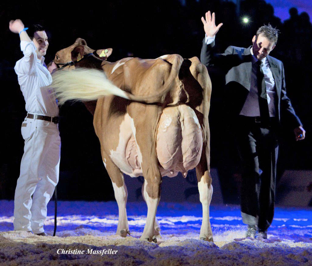 2013: The magic moment when Suard Jordan Irene Red EX-96 was elected as “European RH champion 2013“ This picture taken by Christine Massfeller from the Holstein International magazine and was considered by many breeders to be “The picture of the year 2013”. Christine was able to take this picture when the European judge (Mr. Niels Erik Haahr from Denmark) nominated Irene Red EX-96 as “European RH champion 2013”. At the holder, Mr. Thomas Ender was celebrating this victory as well. Just after the show, the judge Niels Erik Haahr, Mr. Thomas Ender at the holder and the Schrago family celebrated this historical victory for Switzerland and Ja-Bob Jordan Red (father of Irene Red).